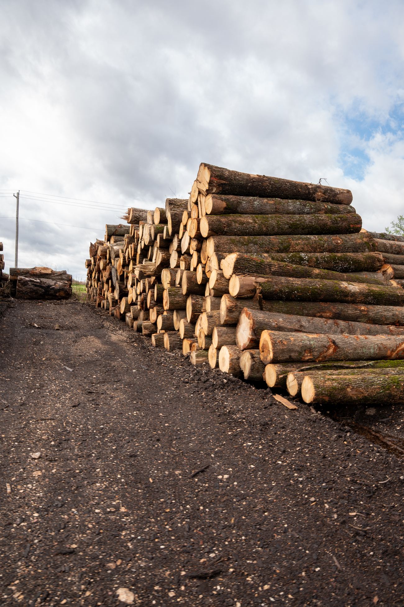 Logs we buy at the mill